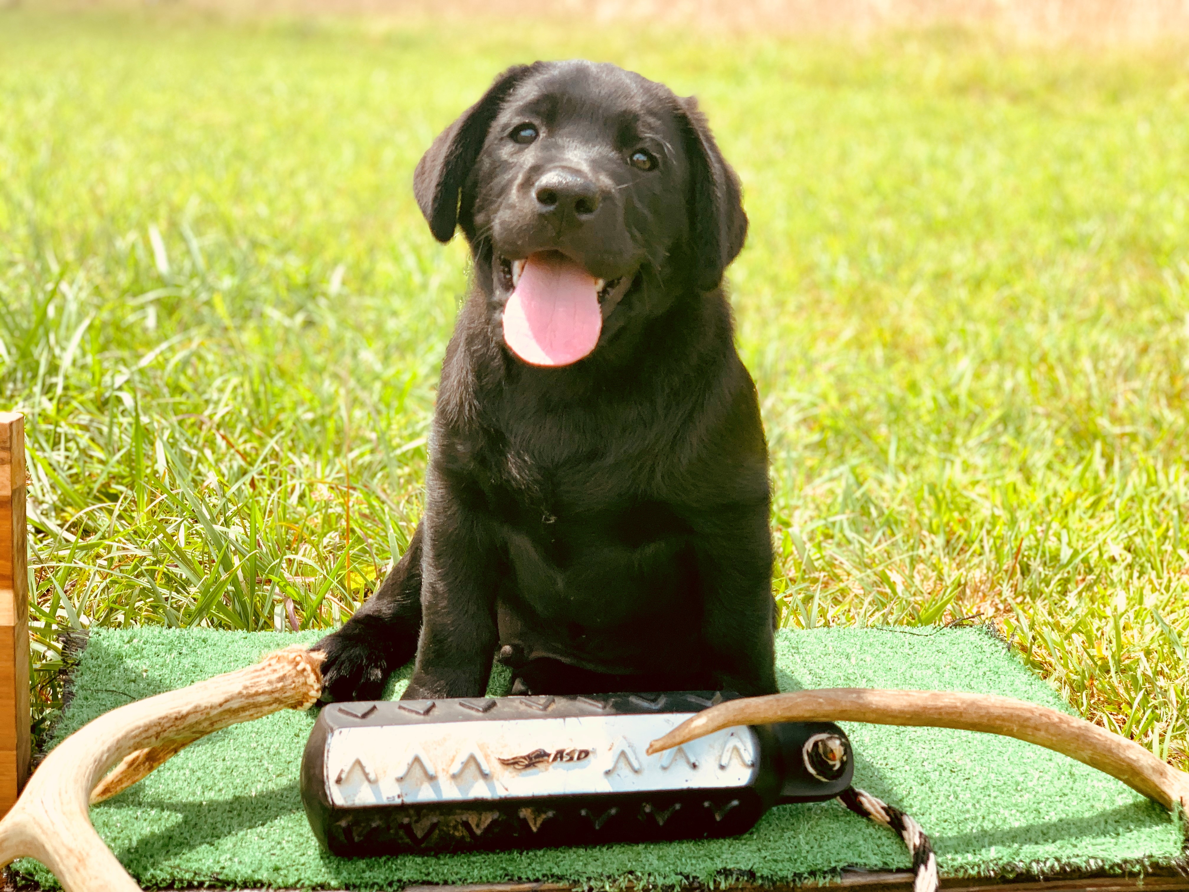 Stone Cold Stunner | Black Labrador Retriver