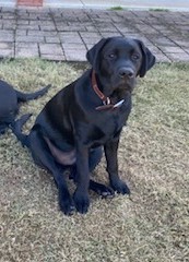 Stone Cold Stunner | Black Labrador Retriver