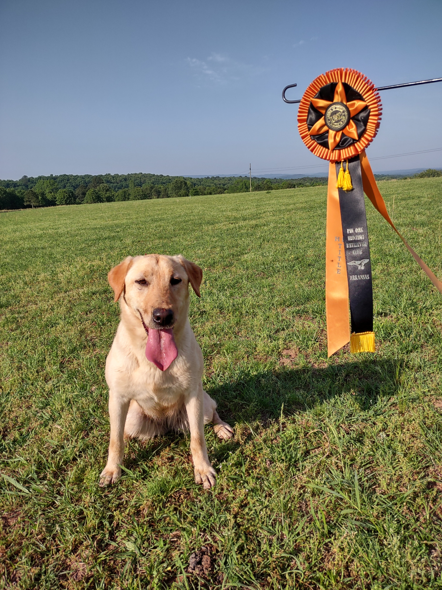 HR Fowlplay's 2020 Smoke Screen | Yellow Labrador Retriver