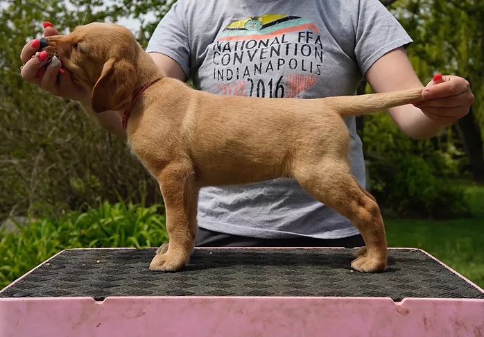 Breezy's Dunkzilla | Yellow Labrador Retriver