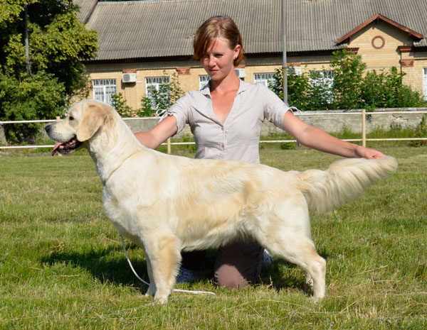 Brigitte Bordo Golden Reward | Golden Retriever 