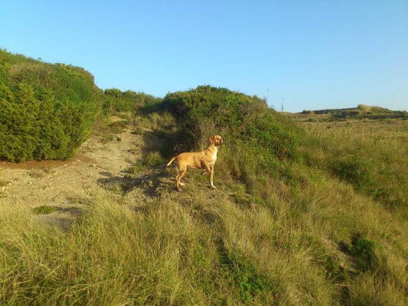 Giselle Da Flor Da Ria | Portuguese Pointer 