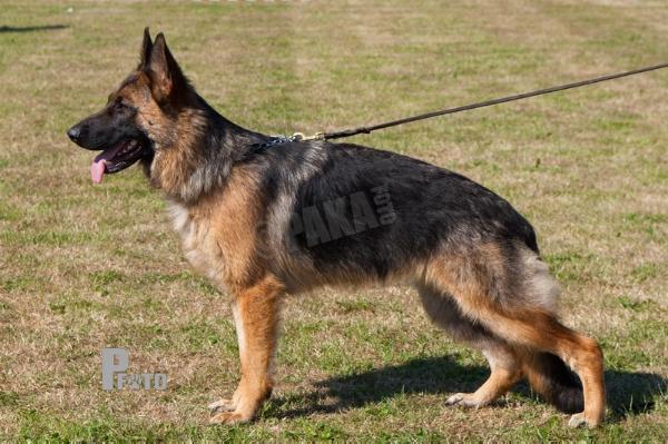 Walkini's Ocean | German Shepherd Dog 
