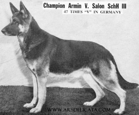 Armin vom Salon | German Shepherd Dog 