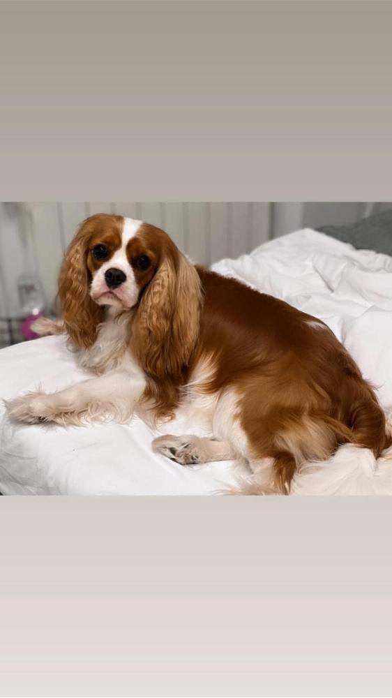 MARISABELLE MEXICA FAVORITO DE LOS DIOSES | Cavalier King Charles Spaniel 