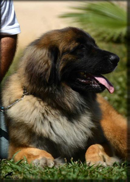 Golda Od Brdske Studanky | Leonberger 