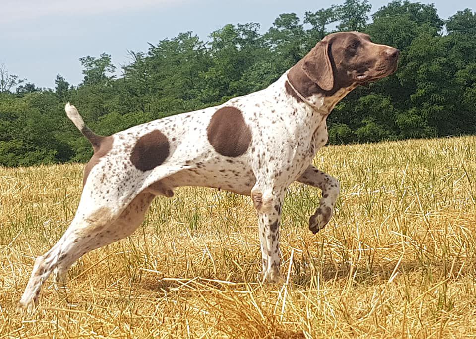 Muller | German Shorthaired Pointer 