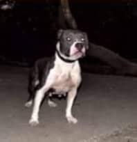 CHEBOMS KENNEL JOKER | American Pit Bull Terrier 