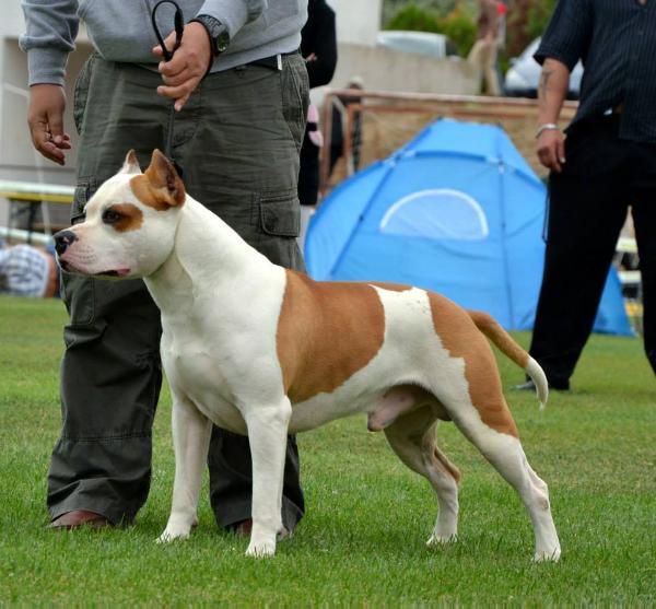 Tiger Tattoo's Garrett the Country Boy | American Staffordshire Terrier 