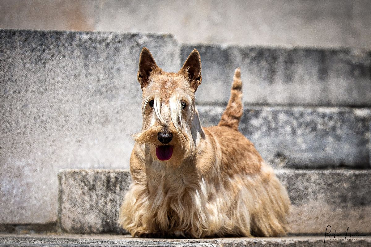 Raibeart Simplicity | Scottish Terrier 