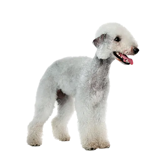 Bedlington Terrier