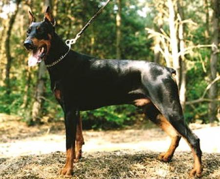 Onan v.d. Kusthoeve | Black Doberman Pinscher