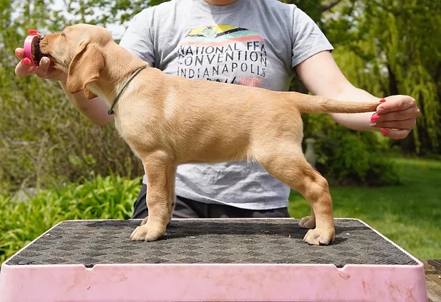 Breezy's Defend And Dominate | Yellow Labrador Retriver