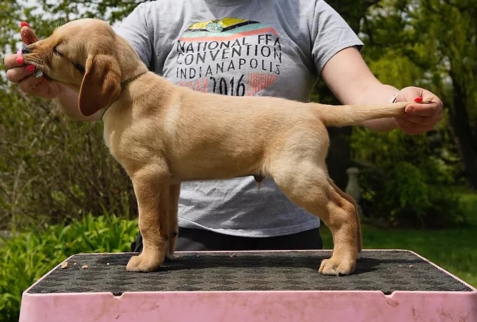 Breezy's Big Ballin' | Yellow Labrador Retriver