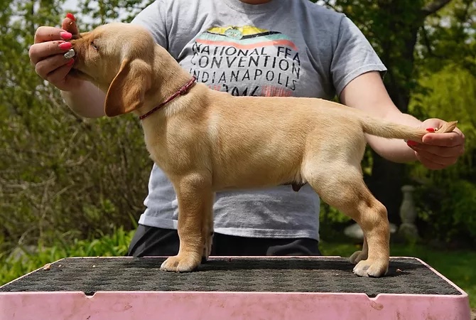 Breezy's Nothin' But Net | Yellow Labrador Retriver