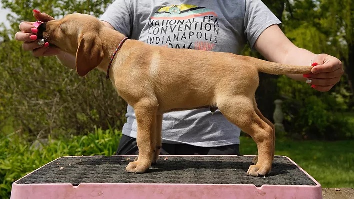 Breezy's Tax Return Balling | Yellow Labrador Retriver