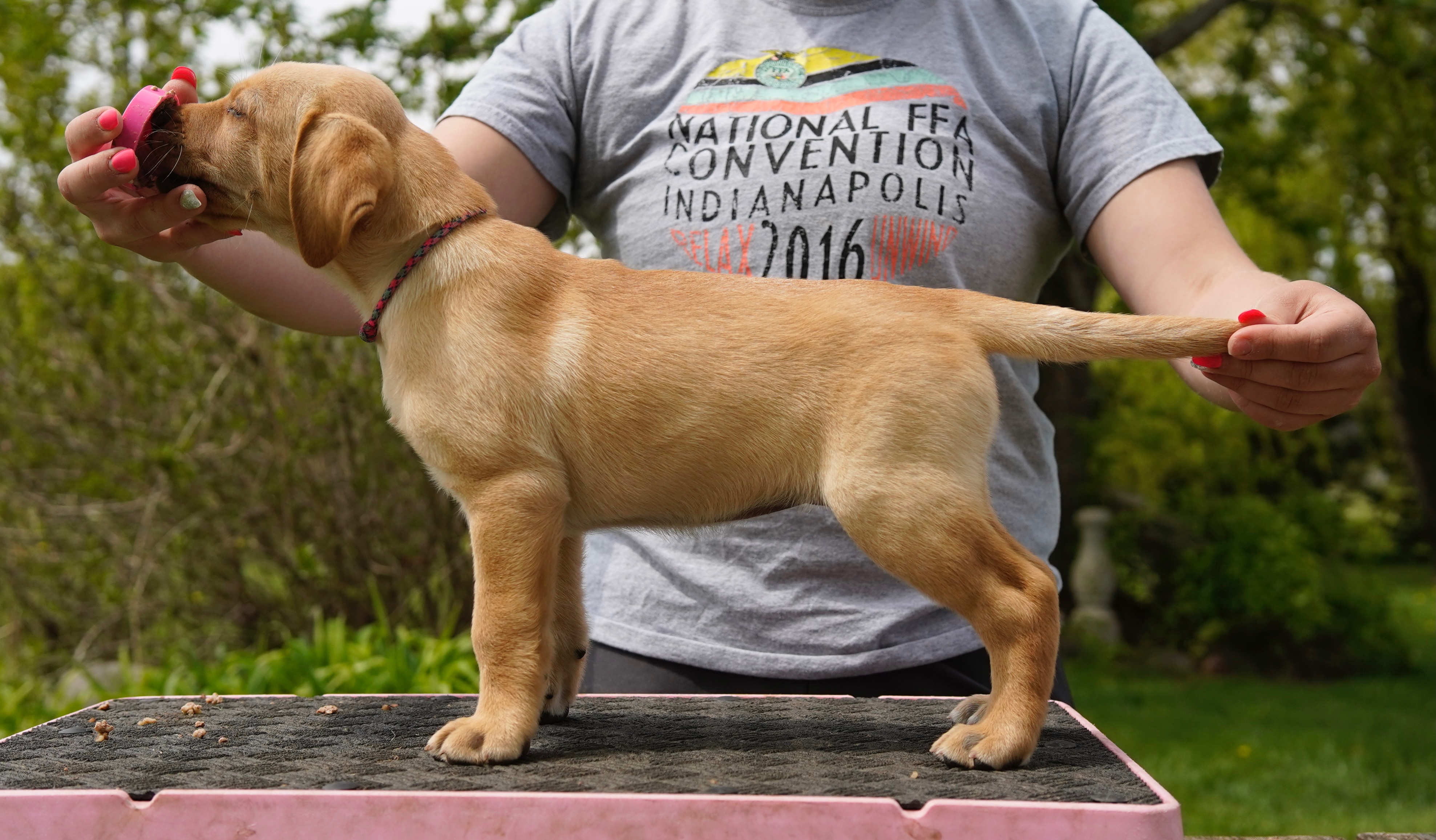 Breezy's Hotty Toddy At Island Edge | Yellow Labrador Retriver