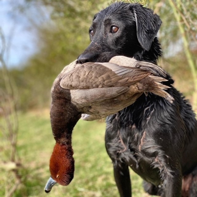 RR's Duck Camp Old Charter | Black Labrador Retriver