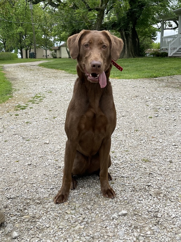 SHR 3 Ring Ember | Chocolate Labrador Retriver