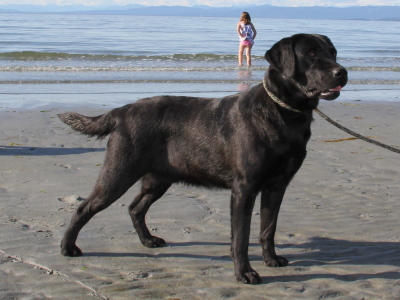 Cowboyup's Meteor | Black Labrador Retriver