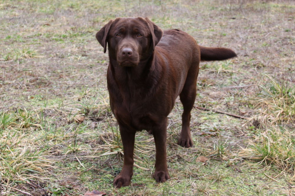 Udonstar's Hot Chocolate | UNKN Labrador Retriver