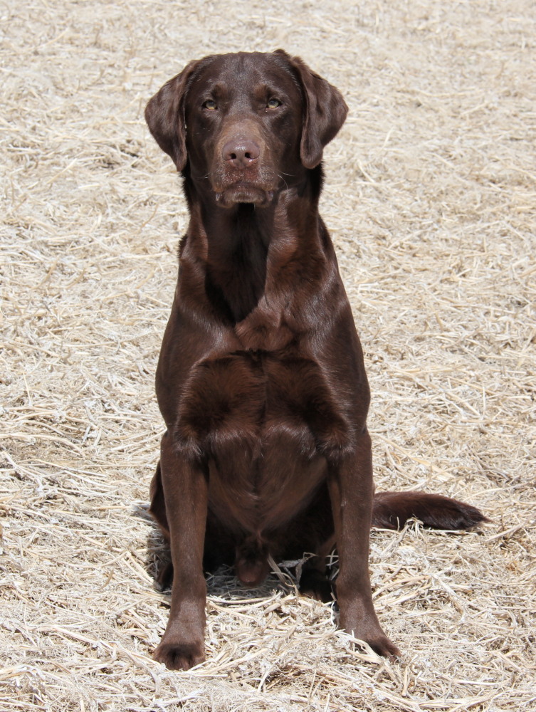 Udonstar's Parker | Chocolate Labrador Retriver