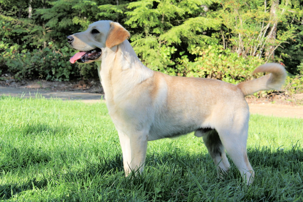 Spanglish's Golden Chief | Yellow Labrador Retriver