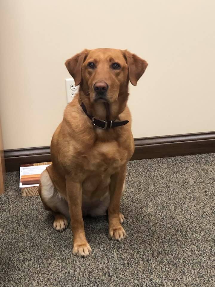 Salt Creek Camo's Dixie Flame | Yellow Labrador Retriver