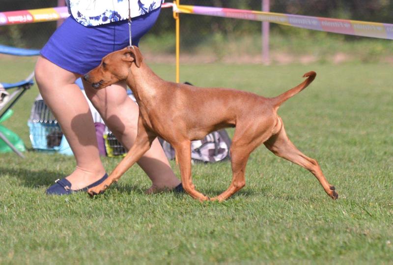 Melody of my soul king black | German Pinscher 