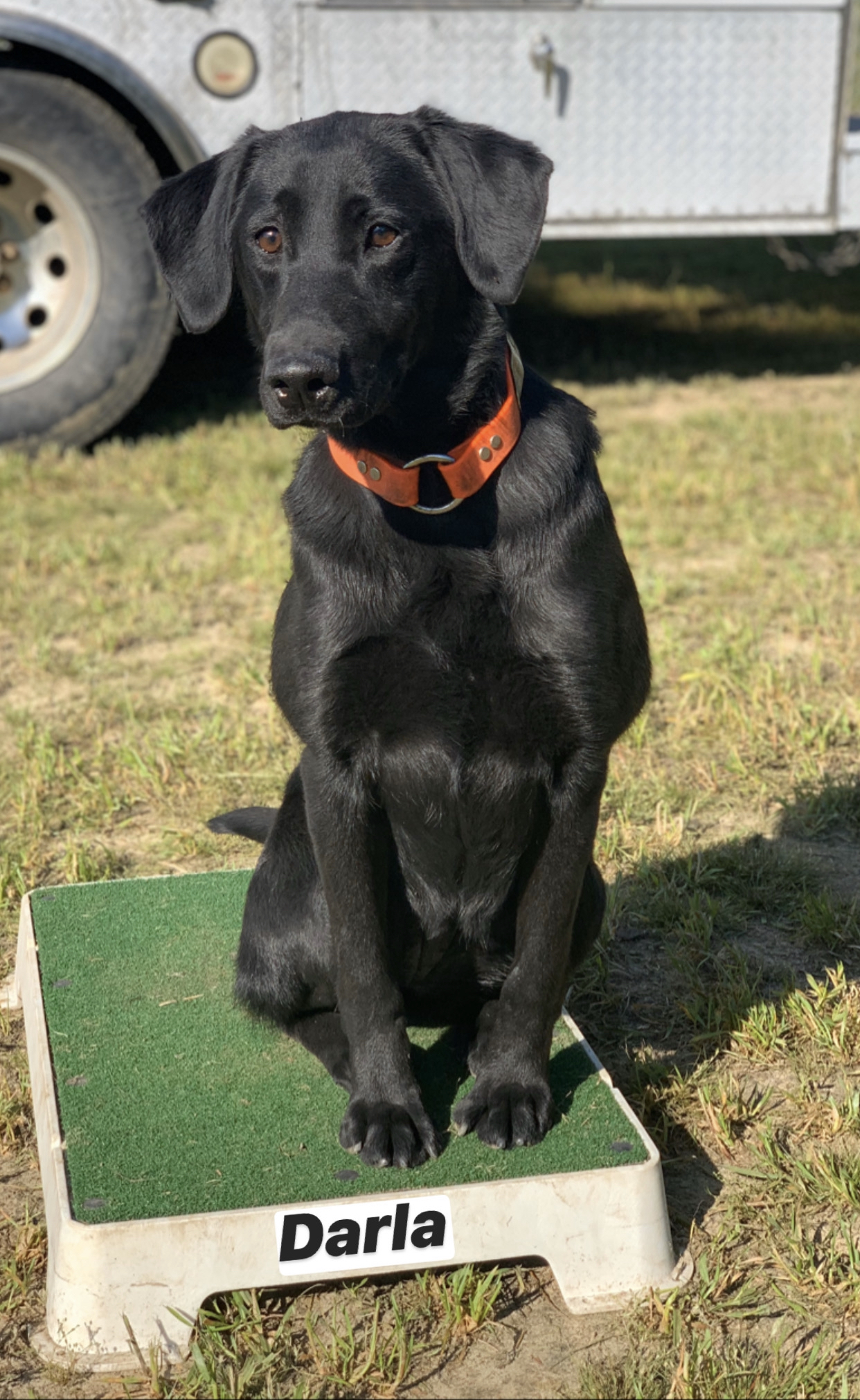 Carolina’s Little Rascal | Black Labrador Retriver