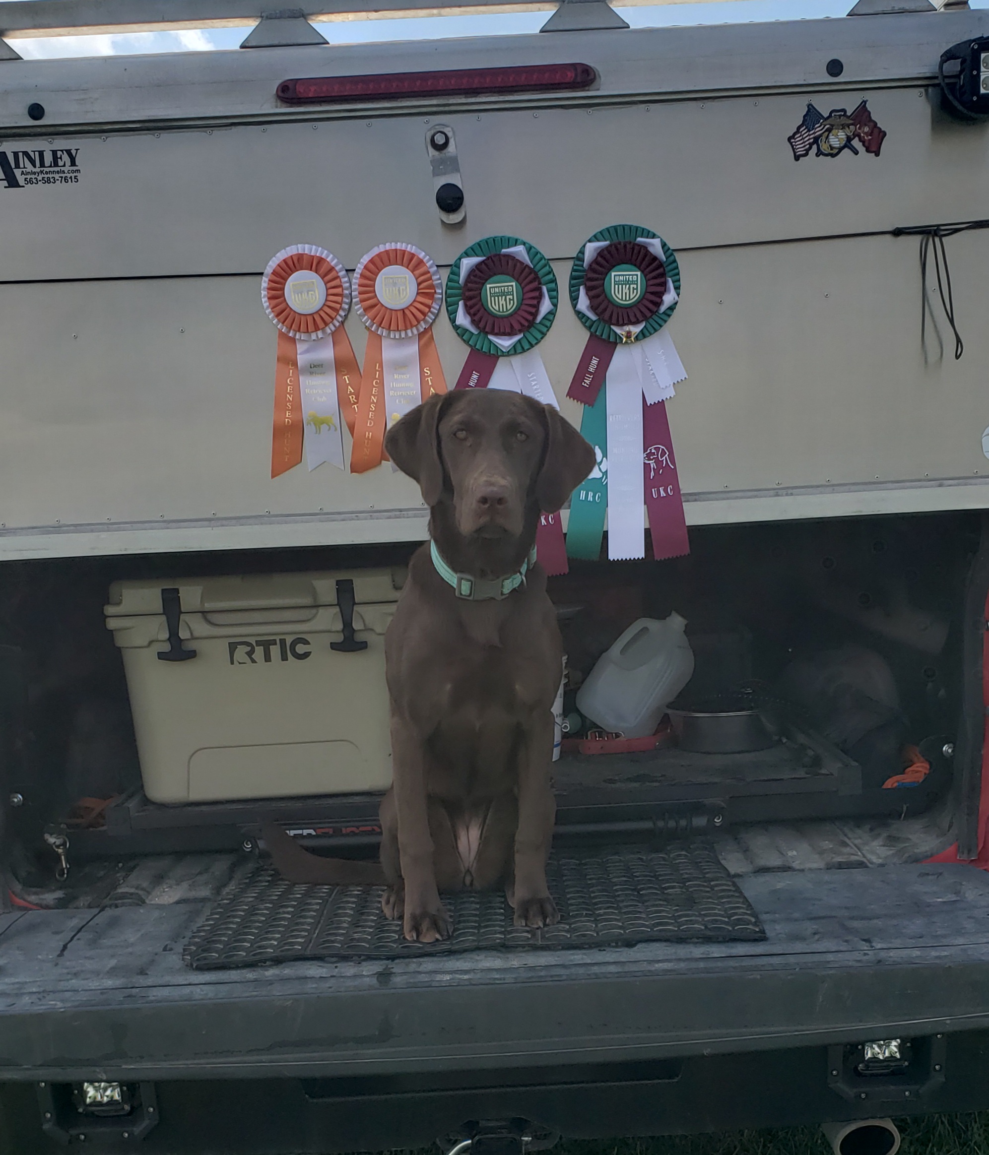 SHR Buds TNT Pirate Girl ana Mag of Ammo | Chocolate Labrador Retriver