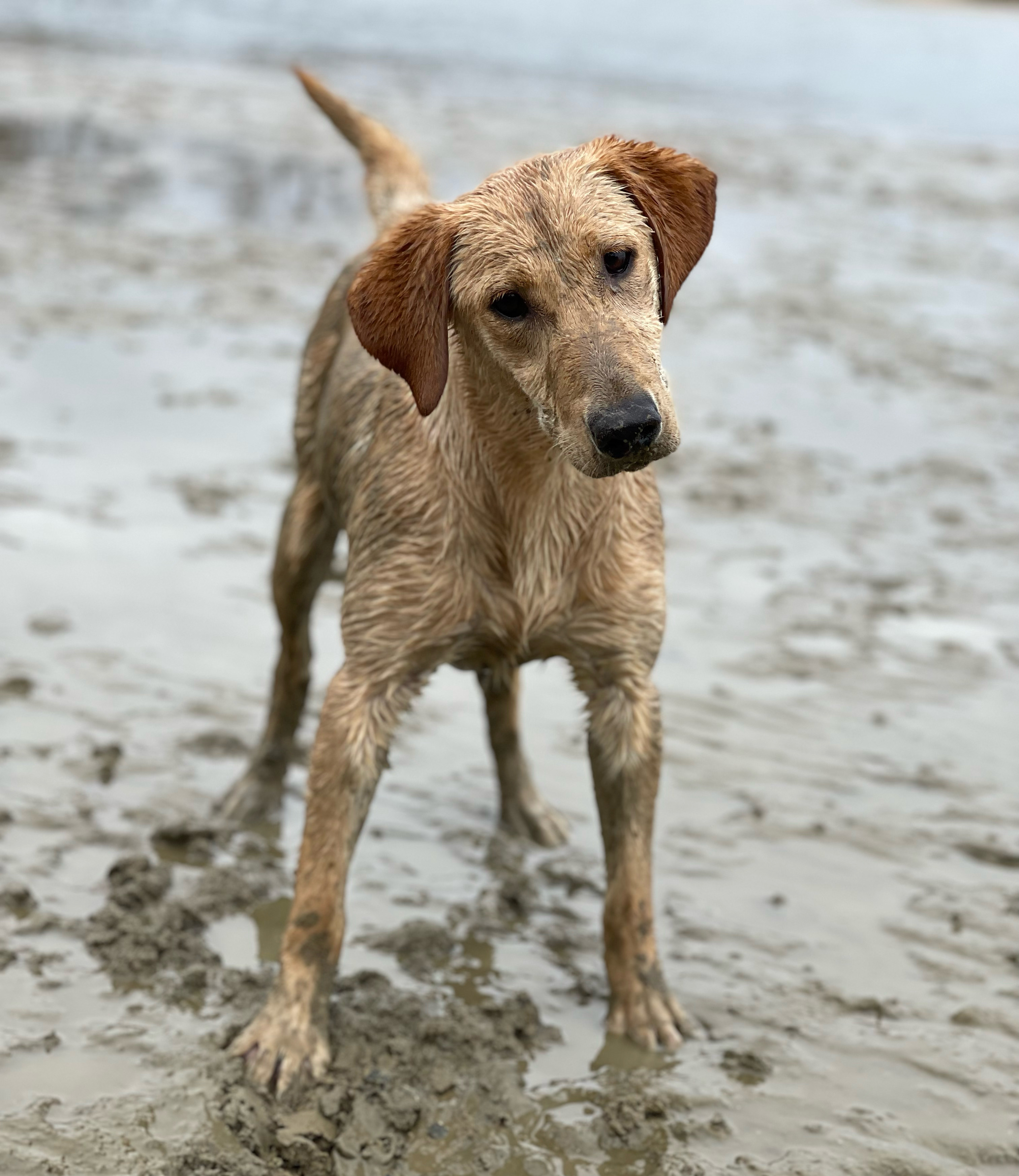 Red Tide’s Red Right Return | Yellow Labrador Retriver