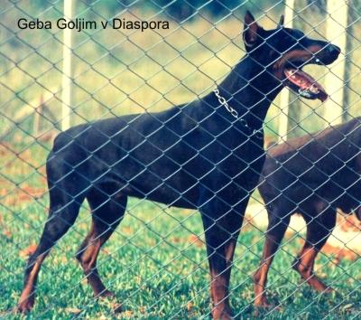 Geba Goljim v. Diaspora | Black Doberman Pinscher