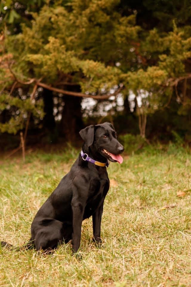 Mohawk VII | Black Labrador Retriver