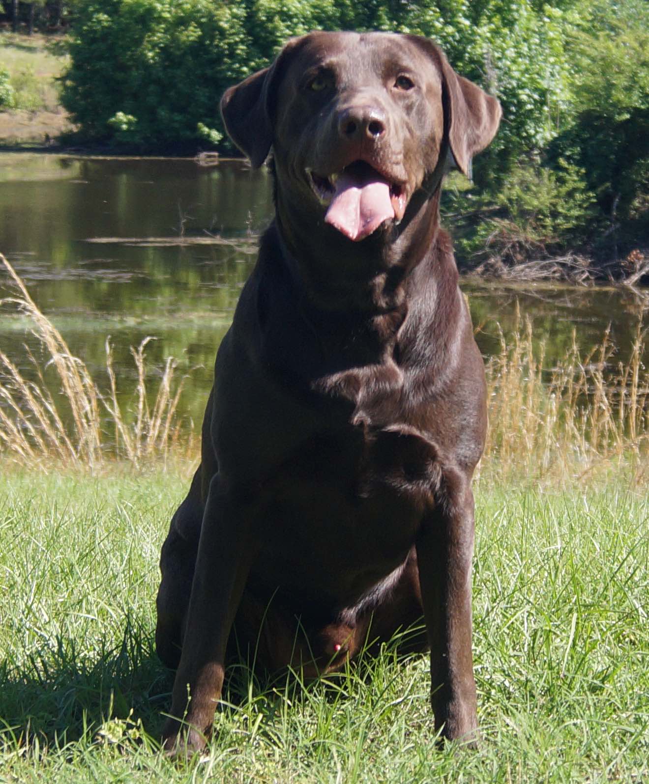 Dry Pond's Single Bourbon Barrel | Chocolate Labrador Retriver