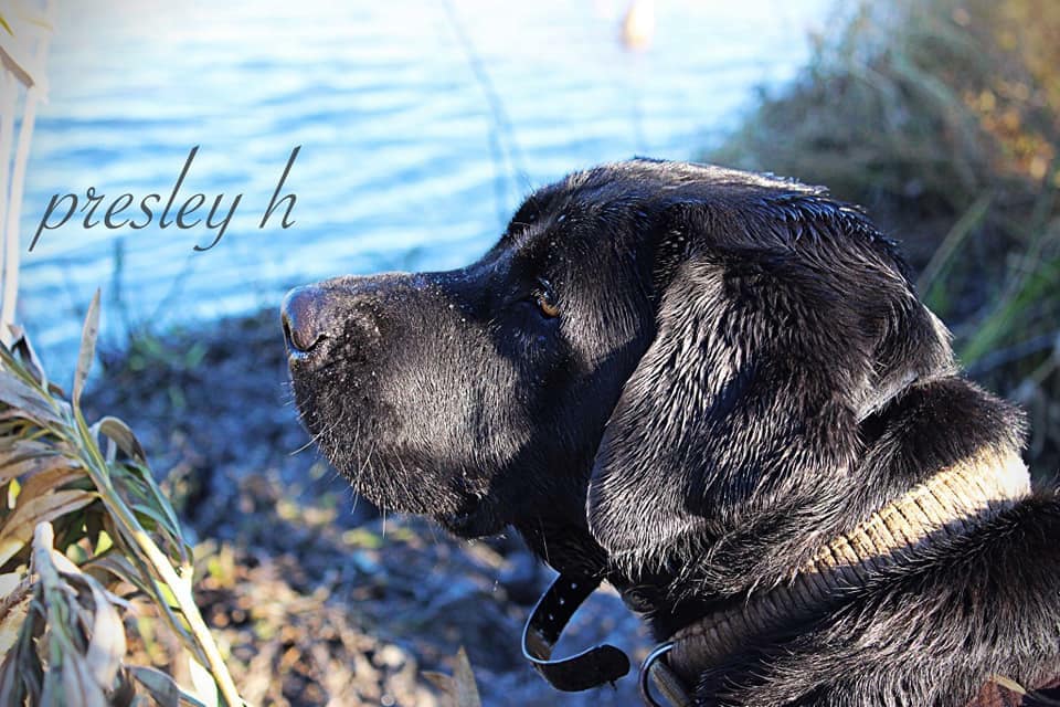 Dirty Bays Covered In Marsh Mud | Black Labrador Retriver