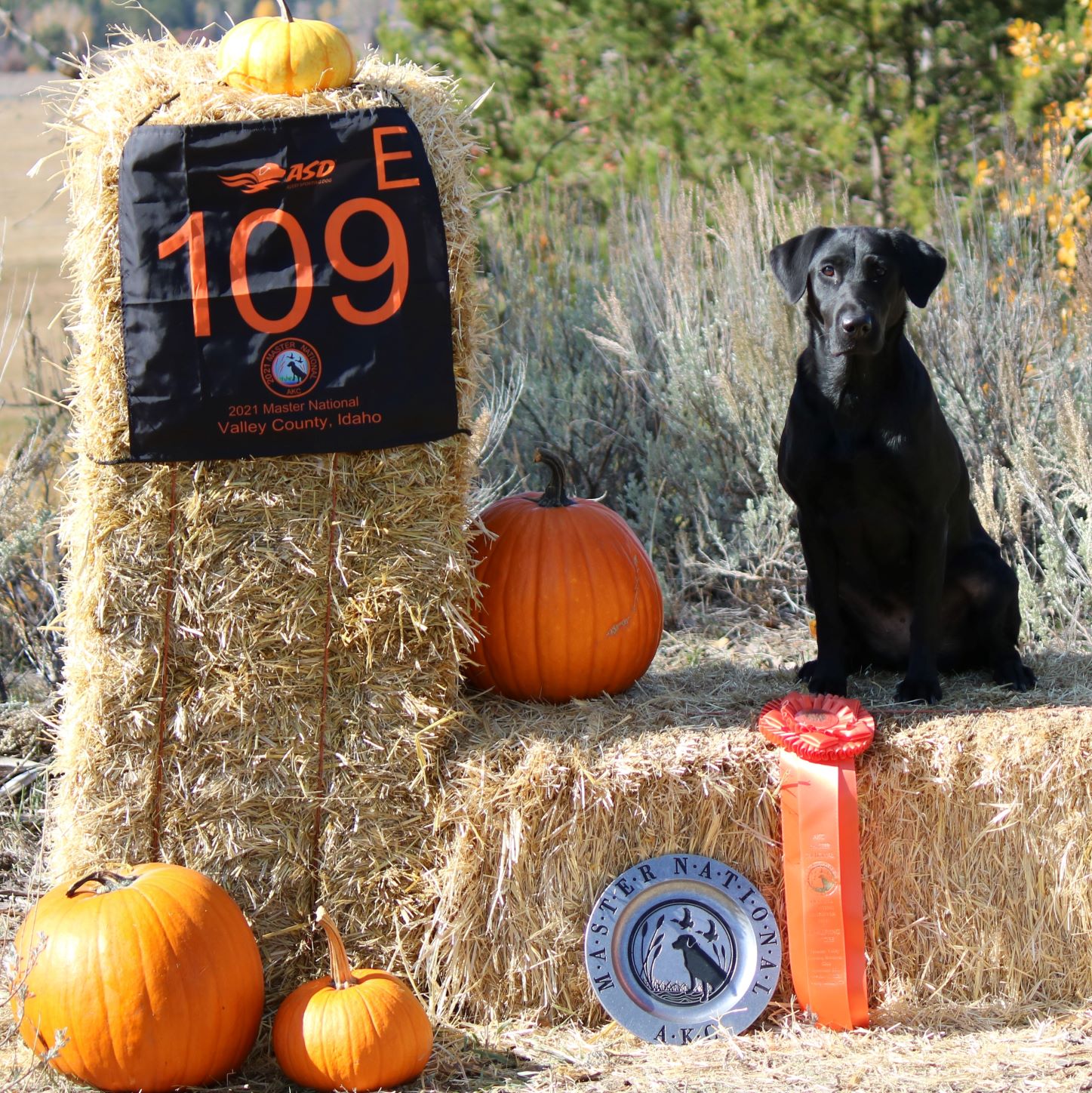 Westbrook's South Texas Whirlwind MH | Black Labrador Retriver