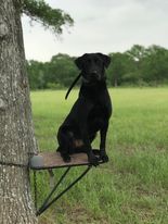 Westbrook's South Texas Whirlwind MH | Black Labrador Retriver