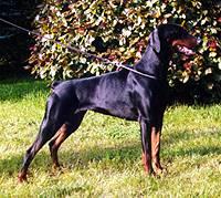 Jotunheim's Brattah | Black Doberman Pinscher