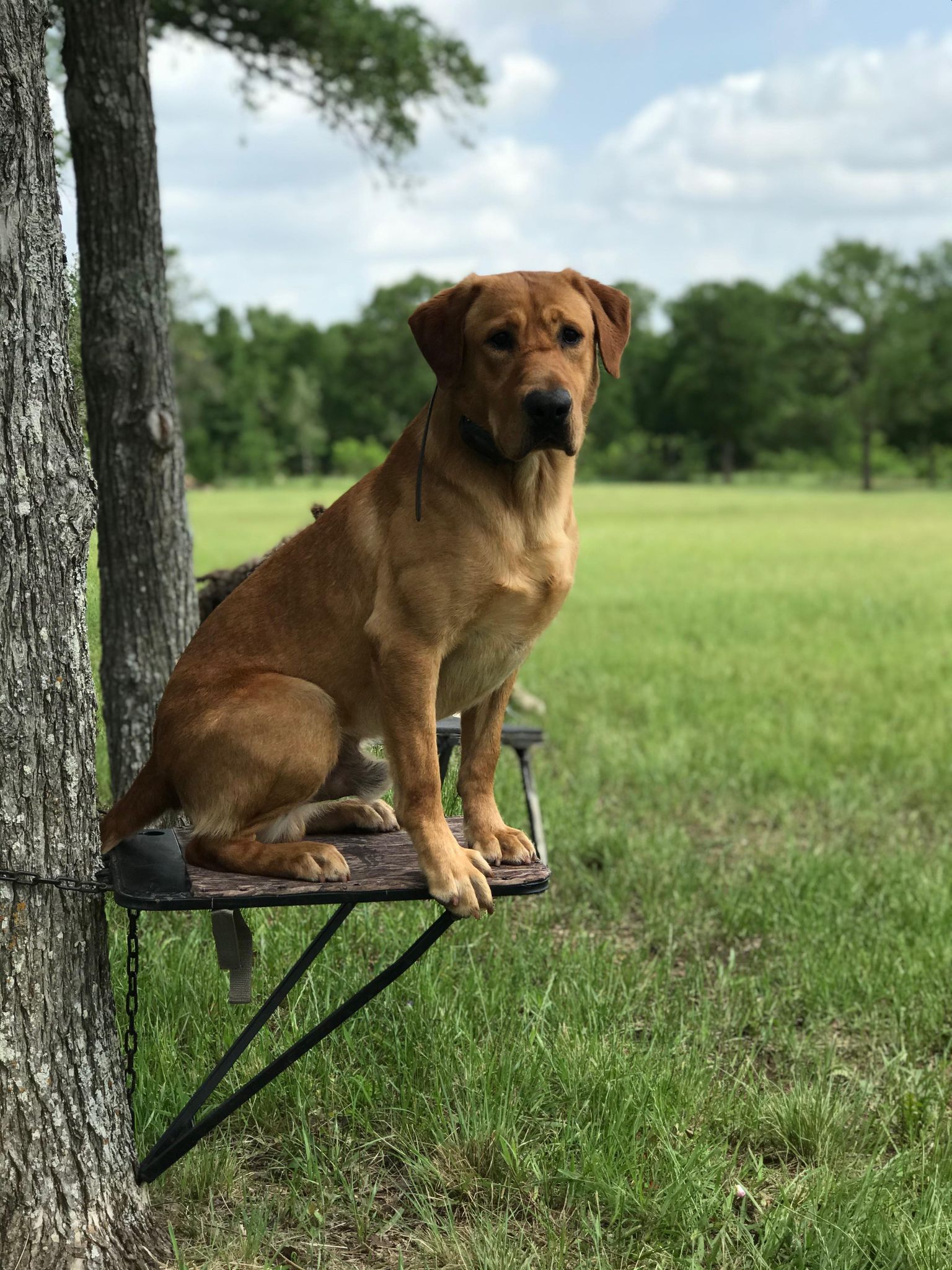 Westbrook's South Texas Tornado SH | Yellow Labrador Retriver