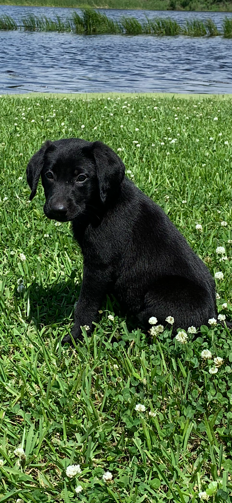 'PR' PintailAlley's Sallie Rayne | Black Labrador Retriver