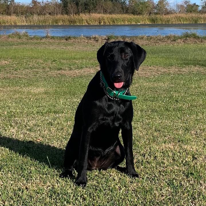 'PR' PintailAlley's Sallie Rayne | Black Labrador Retriver