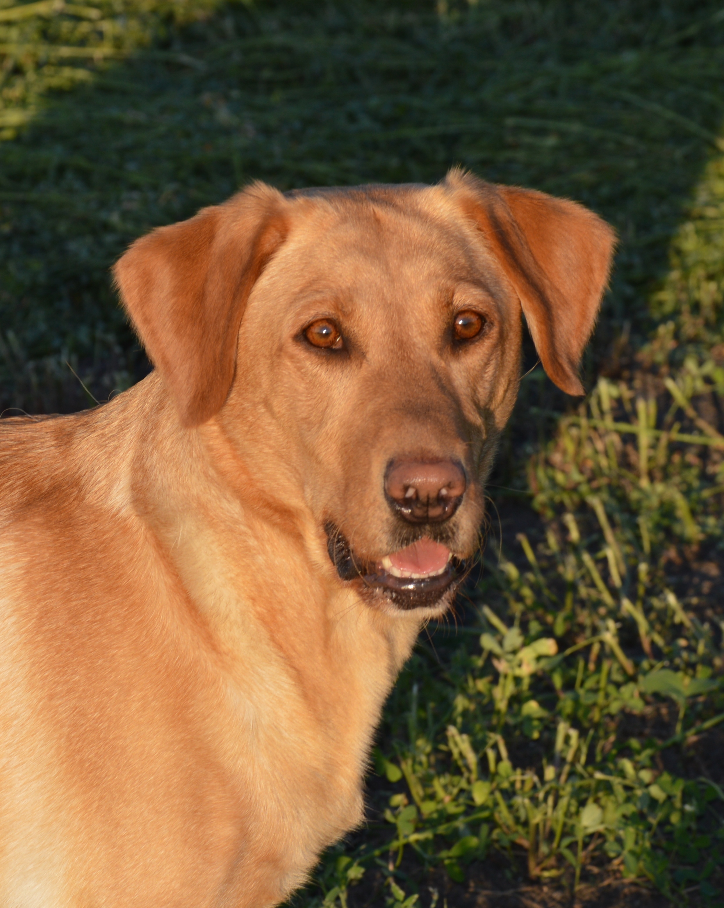 Stock's Sweet Violet Vea | Yellow Labrador Retriver