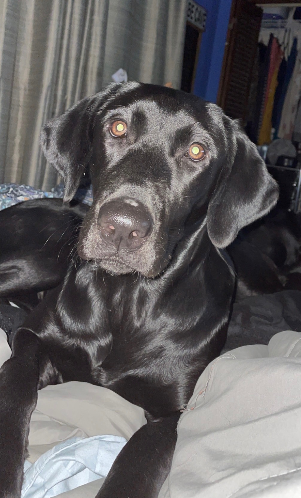 Double Shot Of Tennessee Honey SH | Black Labrador Retriver