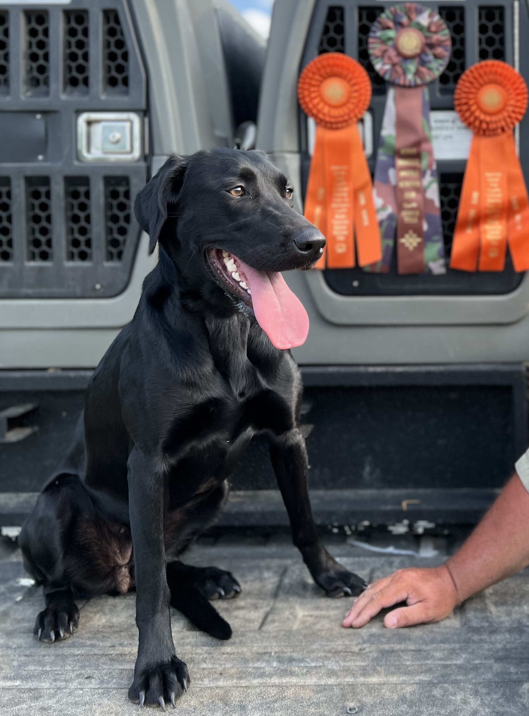 Double Shot Of Tennessee Honey SH | Black Labrador Retriver