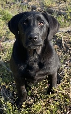 Hard’s H&H Blowing Money Fast | Black Labrador Retriver