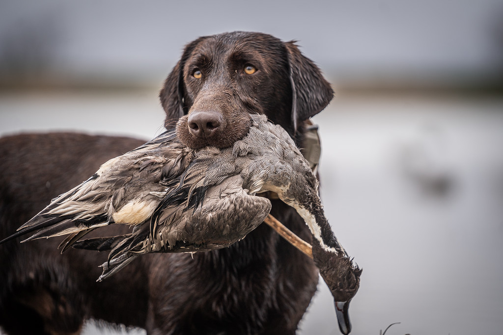 HRCH Rng Texan Rebel SH | Chocolate Labrador Retriver