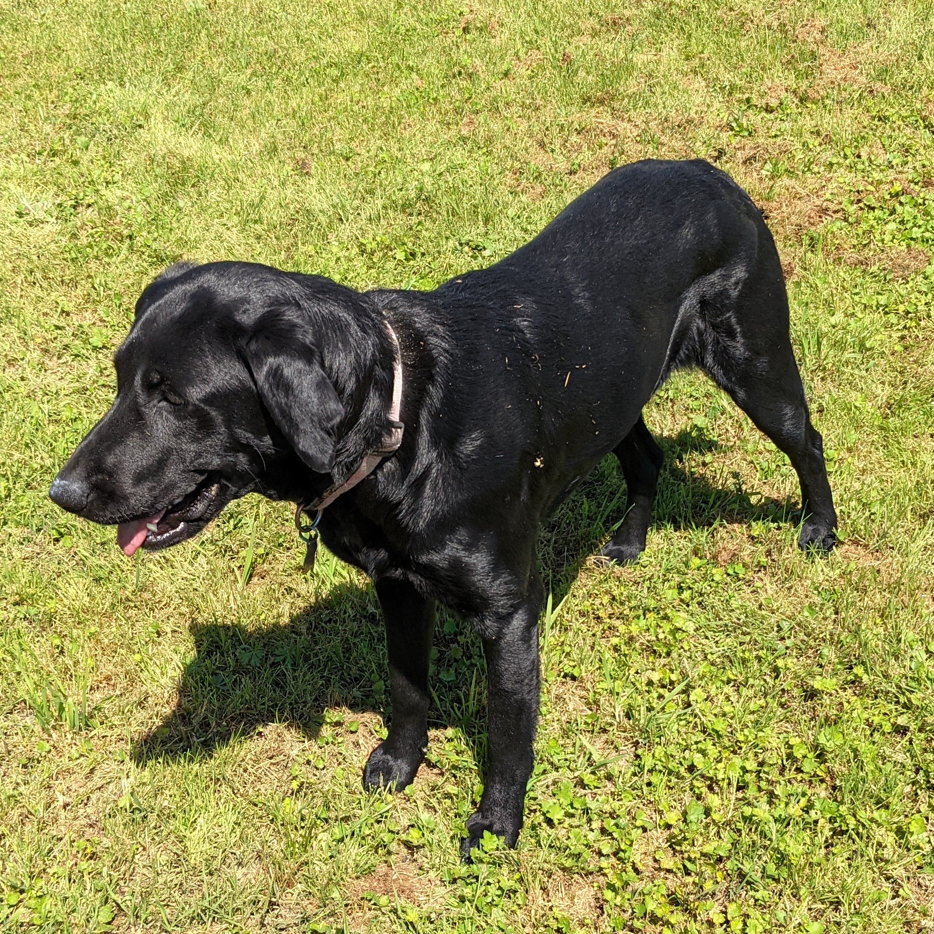 Lady Astrid Wall | Black Labrador Retriver