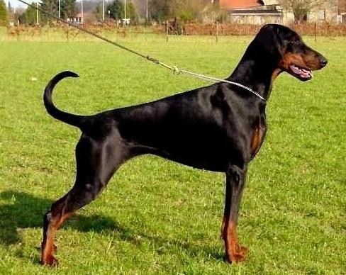 Theodora v. Warringhof | Black Doberman Pinscher