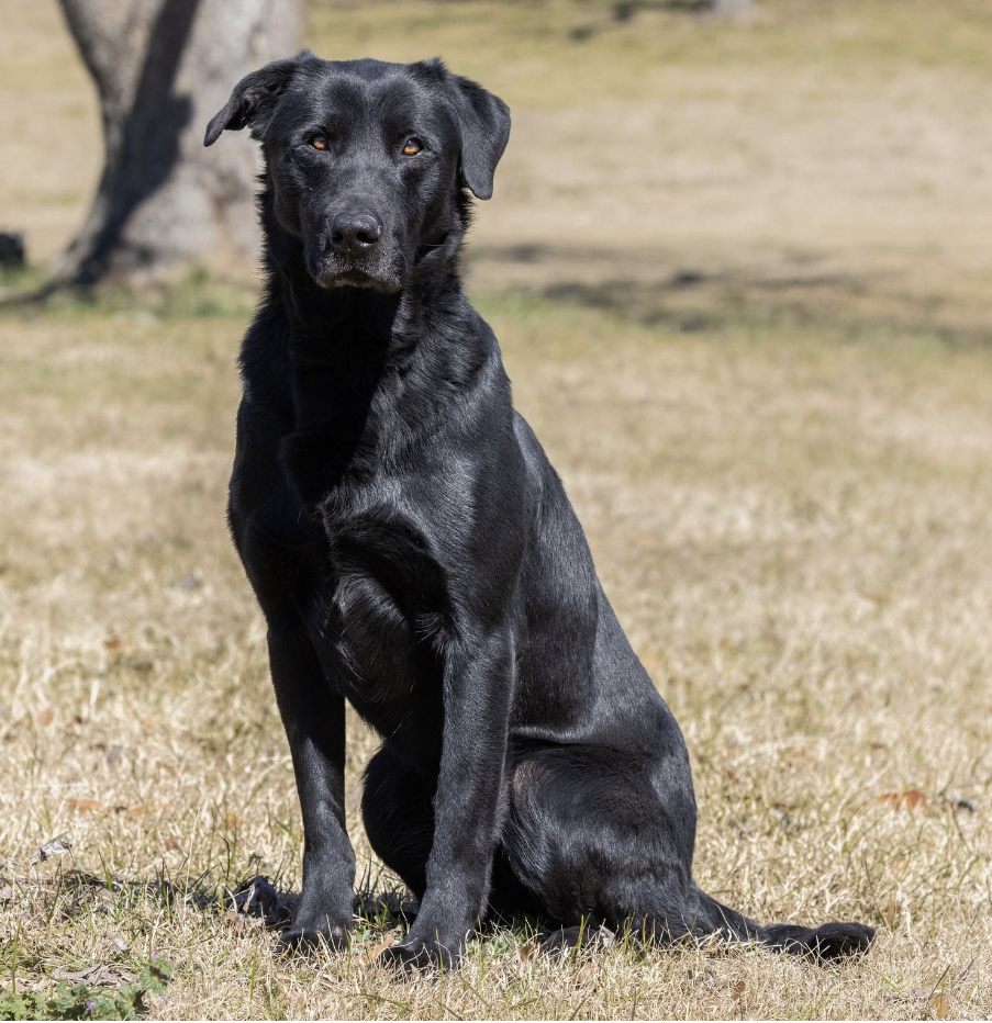 SRSC HRCH Lucyana's Rock Of Ages QA2 | Black Labrador Retriver